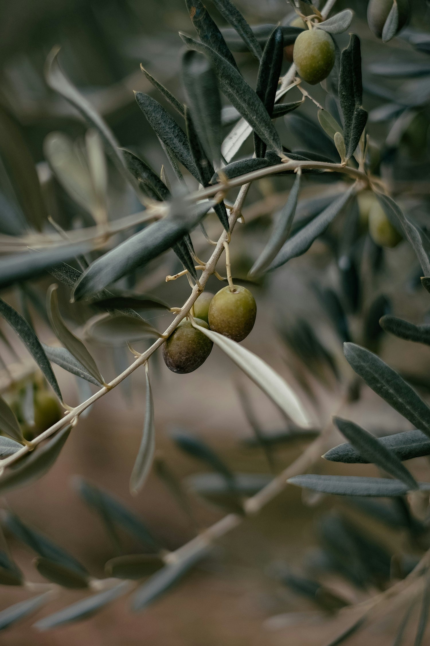 Die tunesischen Bio-Oliven, die für die Produktion des Mycena Bio-Olivenöls genutzt werden