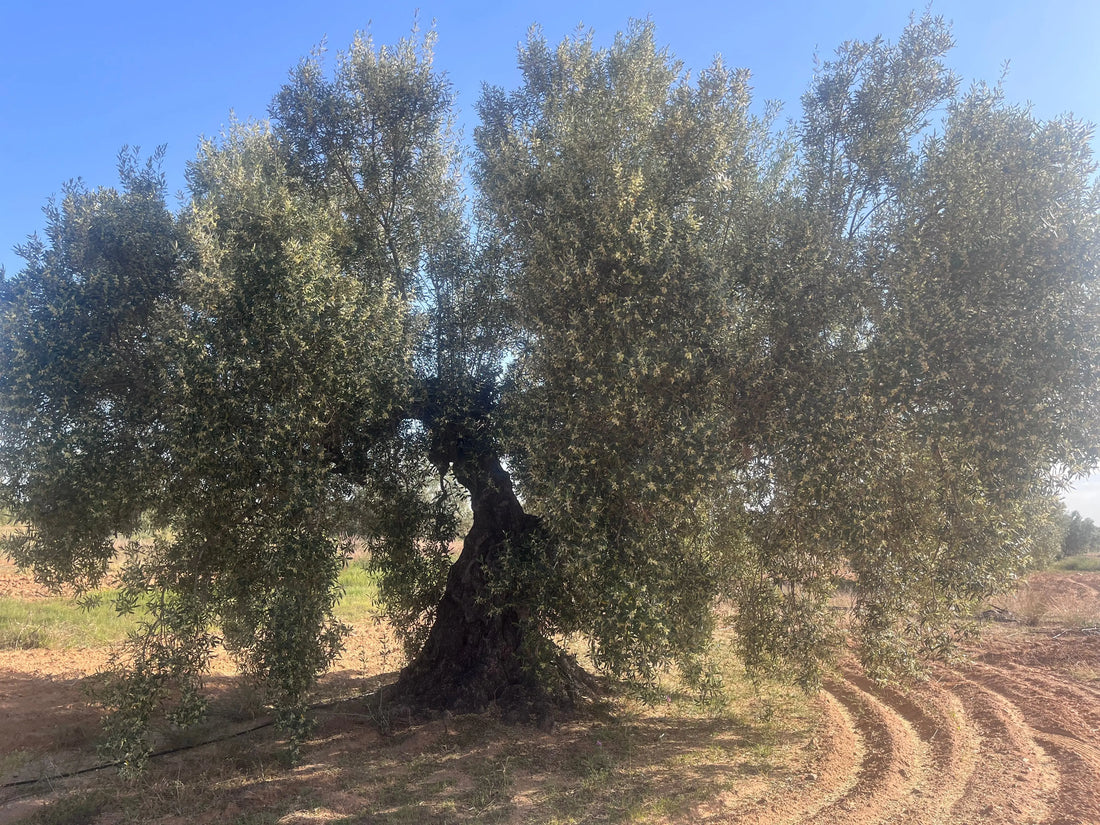 6. Was macht den Olivenbaum so besonders (Olea europaea)?